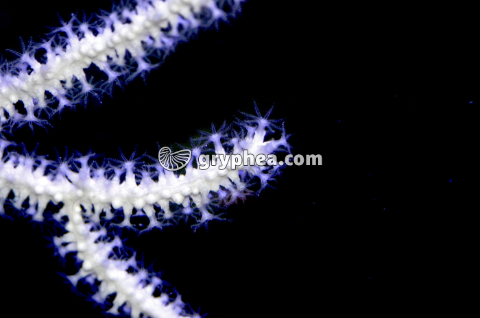 Gorgone blanche - gryphea.com